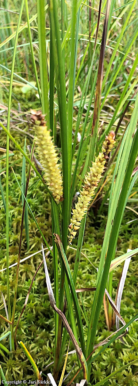Carex rostrata, pullosara